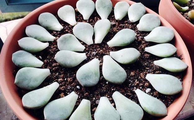  #不难#多肉叶插繁殖真不难，3细节注意到，一片就“爆崽”轻松变10盆