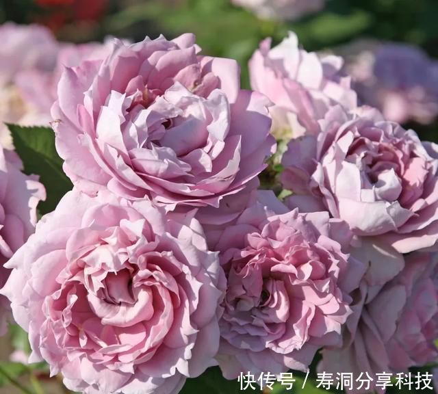 「品种」梦幻悠长,无法抗拒,月季的那抹蓝紫色美得清凉又高级!