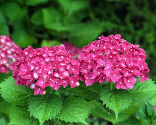  #扦插#新手学扦插，这4种常见绿植最合适，生根快成活率高，1盆变多盆