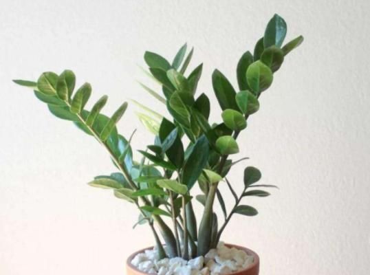  #枝叶茂盛#这3种植物，放在客厅上档次，采光不好照旧茁壮成长，枝叶茂盛