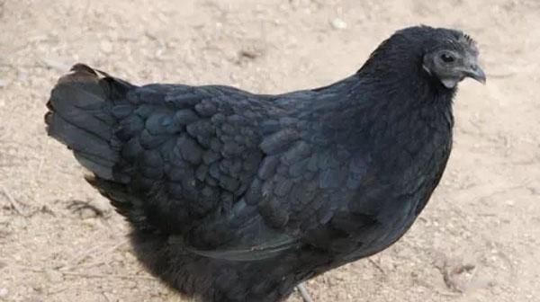  工作：乌骨鸡养殖技术：雏鸡养殖准备工作、饲养密度等管理