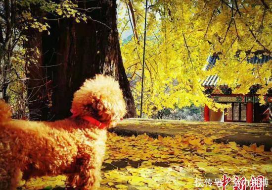 泰安古刹千年银杏树遍洒金黄,演绎秋日童话