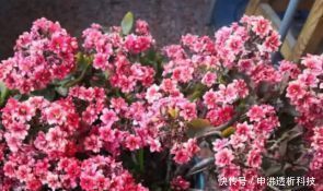  『花盆』想要植物长得好，一种花肥炒一炒，养花盆底垫一些，3年不用施肥