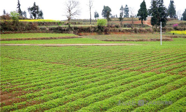 贵州施秉:流出土地三千亩 转来收益百家欢