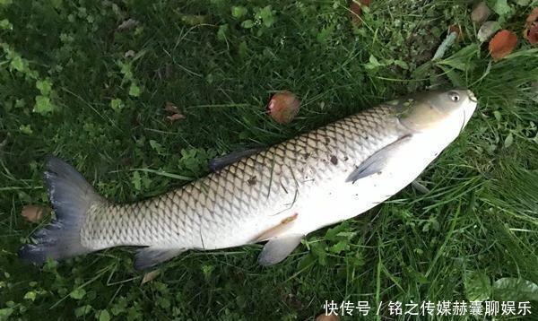 【进食】民间野钓草鱼的4种钓法,简单快速效果好,大草鱼连竿上,很过瘾
