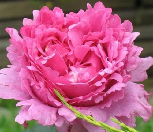  「技巧」掌握花卉生长技巧，养护什么花花都能长势茂盛，花开不断