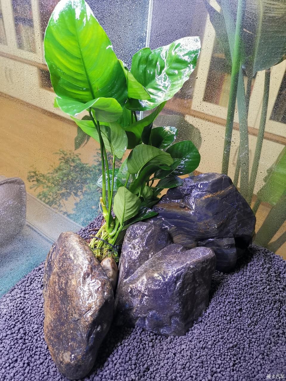  『水质』我家的花花草草第十四季-新手折腾水草缸