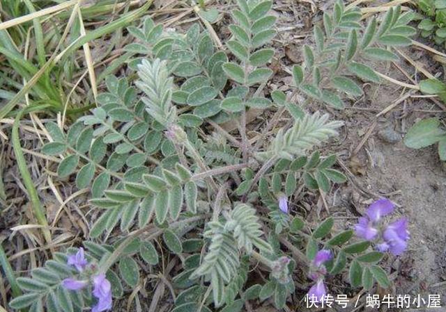 『种植物』河边的1种野草,和岩黄连一样矮,被称为“米口袋”,营养价值高