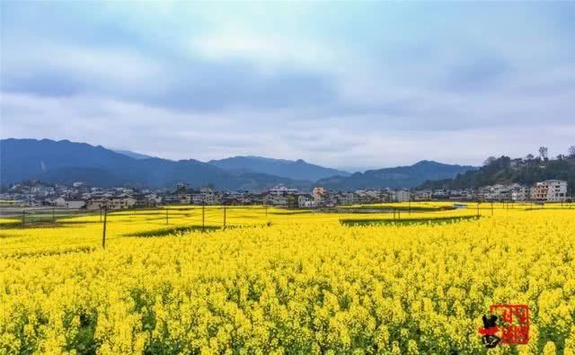  油菜花：一不小心，贵州黄平把春天打翻了