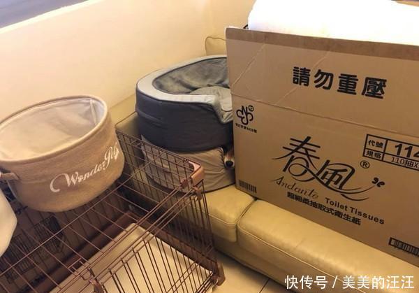  「主人」你到底是柴犬还是猫，狗狗和主人玩捉迷藏，你能看出狗狗藏在哪吗