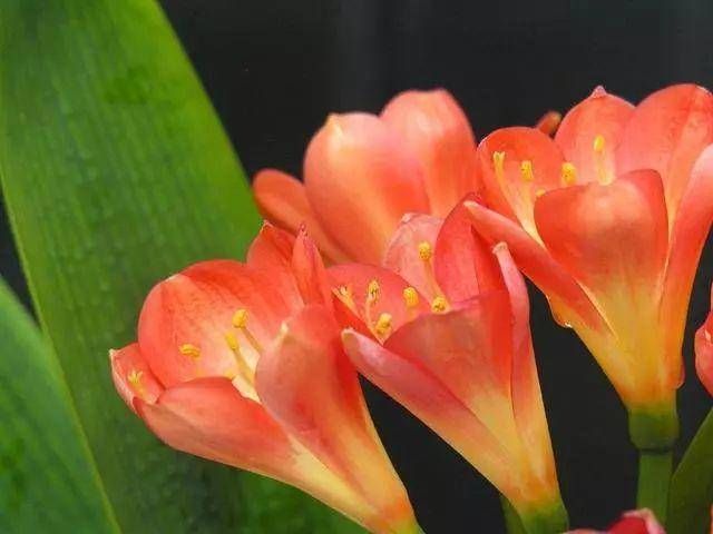  #舍得#养花也是技术活，养君子兰你要“舍得”，给它砍一刀，来年长满盆