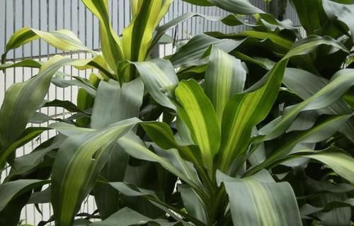  [芦荟]这10种绿植比'空气净化器'好用，好看又好养，家居盆栽首选