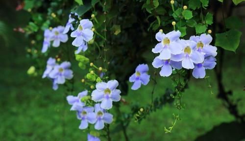  『家里』5种花别种，种完家里就变花海，美极了！