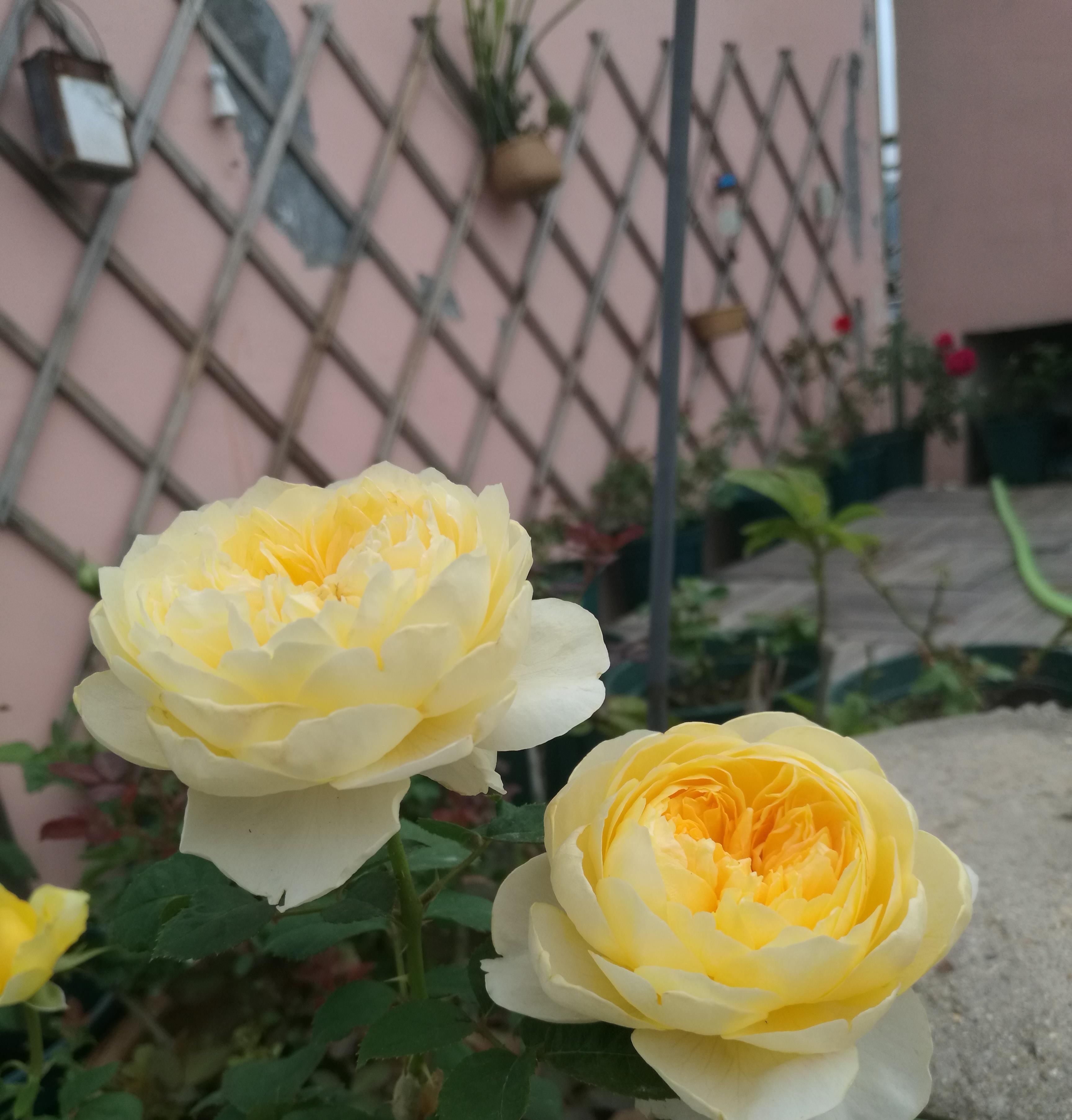 「盆栽」此款木本花卉,周年开花,香气四溢,植株低矮,阳台盆栽也可以!