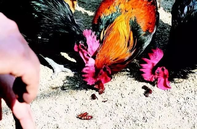 中国最恐怖工厂：养10亿只蟑螂，每天喂50吨饭，政府还给它补贴！