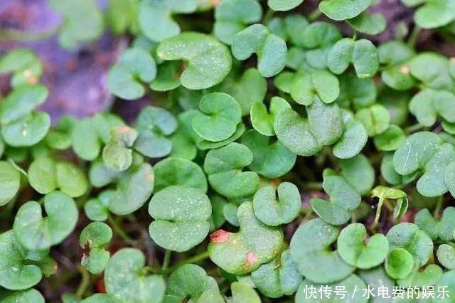 农田里的野草，农民当杂草除，城里卖8元一斤，是上好野菜