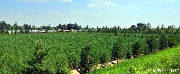 中国内蒙古的大片沙漠，把黄河水引入后，会发生什么呢？