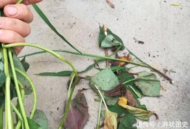  「纯野生」农村有气味的野草，一般人吃不惯，殊不知它价值珍贵