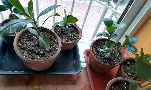  #扦插#如何提高植物的扦插成活率？用上1个雪碧瓶子，水培1周就生根