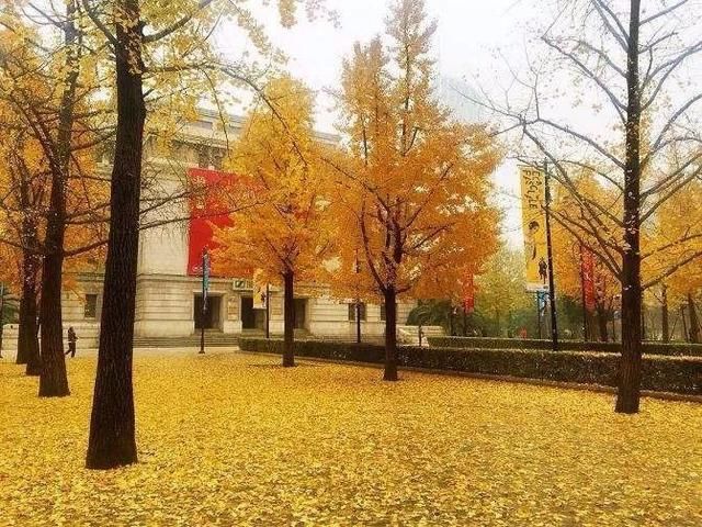 看银杏落雨不用去西安，上海最佳观赏地全在里了！请收好