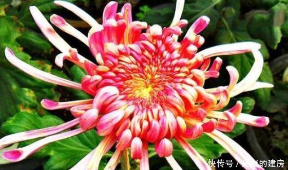 『花形』新手养花就养一盆“巾帼雄风”,花形奇特,淡雅清奇,适合盆栽养