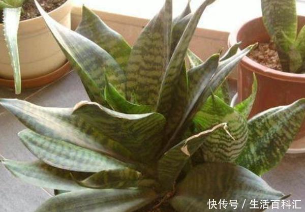  『氧化』卧室养什么花好？这3种花，净化空气吸甲醛，尤其是最后一种！