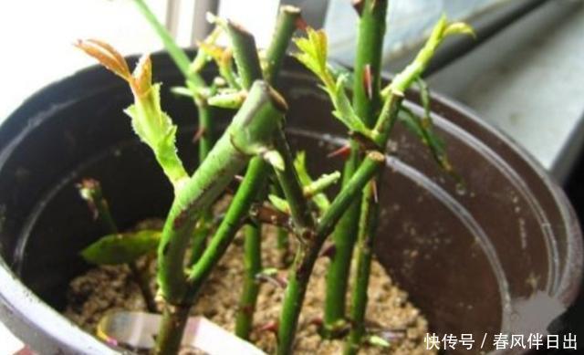 温度较低|扦插这“4种花”,不用等到春天,现在就能插活