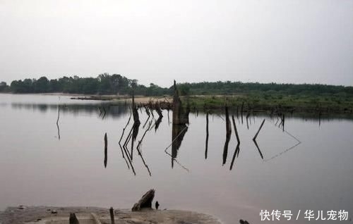  拼命■以美丽凶悍著称的孔雀鲈，遇见鱼饵拼命追，想钓点别的鱼都困难