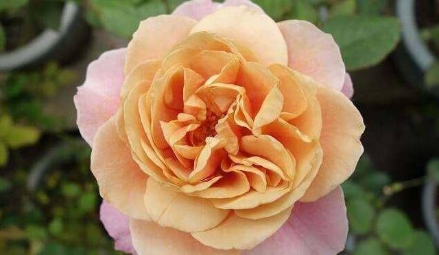  『养草』种花养草，就养盆遥远的鼓声，花开嫩润色奇特，清香入鼻真好闻