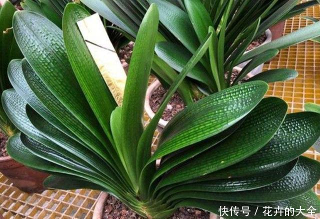 新叶|家里养君子兰,每月在花盆里加点“它”,新叶蹭蹭长