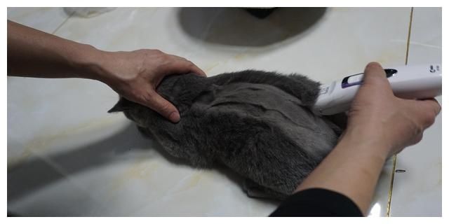  [于猫咪而言]对猫咪来说，几种近乎于虐待般的惩罚行为
