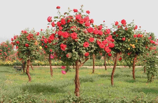 此花一年花开300天，花色艳丽，埋土就活，种2棵庭院变花海