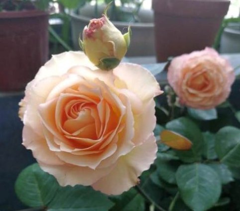  『开花』喜欢在家中养护漂亮的花卉，就选花色艳丽、花期长，爆盆简单的花