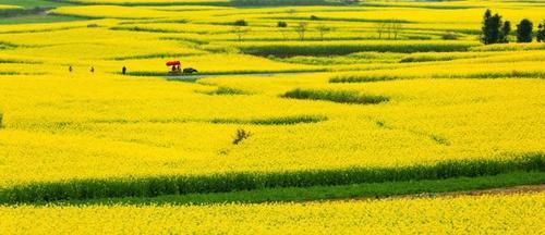 全国最早的春天不在春城昆明，而在云南这个小县城里