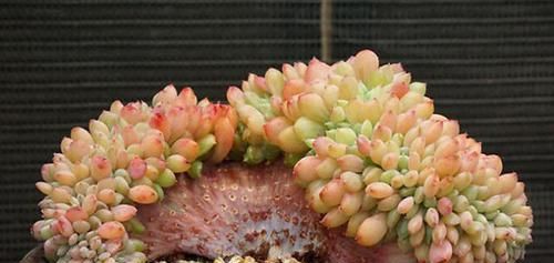  片花瓣■不明白什么是“缀化”？一招让你变成多肉老司机！