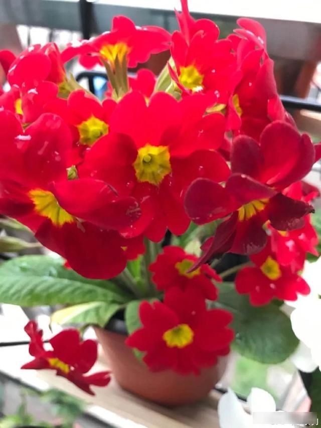  「小阳台」五颜六色的报春花，越剪越长个，晒晒太阳就开花