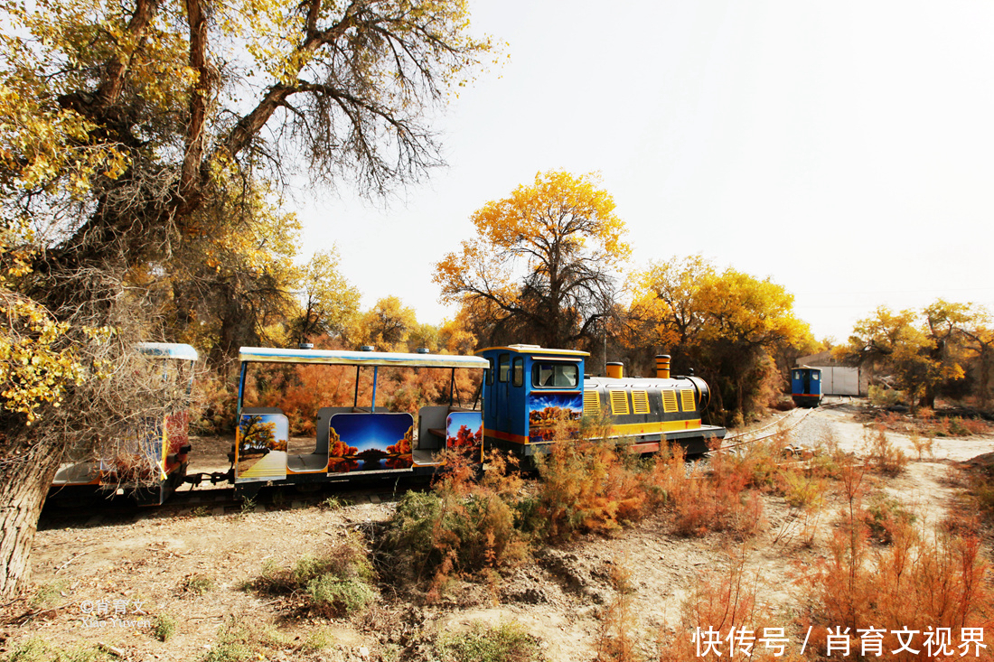 新疆胡杨最美的季节即将到来，坐上景区的小火车，仿佛穿越了时空