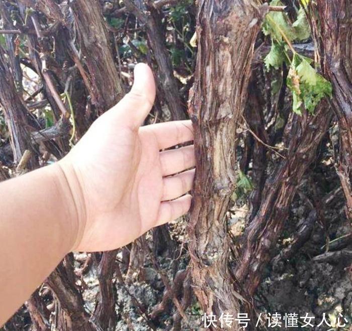 世界上最古老的葡萄树,已达176岁高龄,每年仍然可产7吨葡萄!