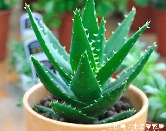  #叶片#卧室养“3种花”，空气清新、睡眠好，枝叶翠绿、观赏性高，真值