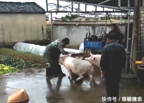 男子准备杀猪，刚把猪按在凳上，却蹿出另一头猪，结果让人太意外