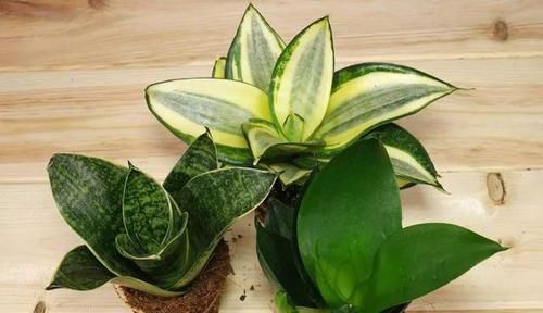  「心意」2种花叶片越厚吸“废气”越厉害，高档又实用，非常合心意