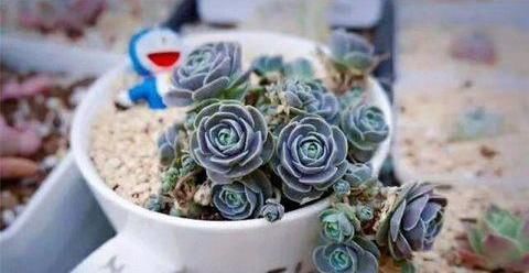  快速■多肉长徒不要急，学会“2个”小窍门，快速让它变老桩，变群生！