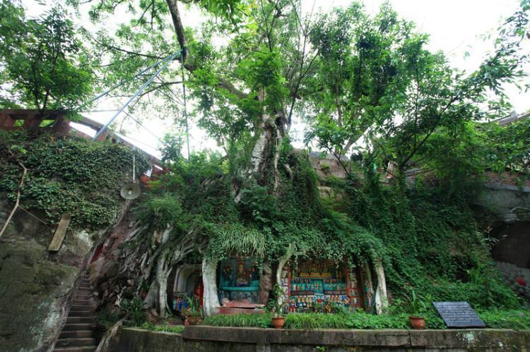 四川有棵千年古榕树，树根下藏着上千尊佛像，被工匠无意发现