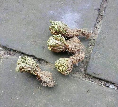  朱顶红：看见这花可别买，忍住，小心被忽悠，花钱买气受！