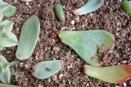 「小苗」乡间趣事!养多肉时,如何让“叶插”生根快?花农的小绝招,小苗快速变中苗