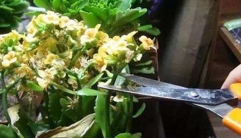  「接一波」做好4点，蟹爪兰一波接一波的开花，照样迎来繁花似锦的'春天'