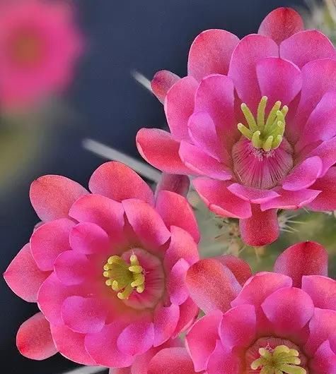  『最快』仙人球开花，美不胜收！