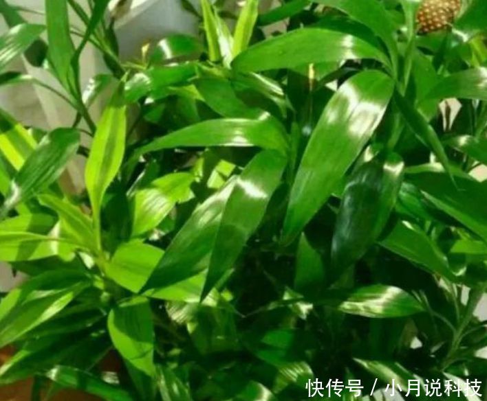 『适合』“3种花”最适合养客厅,镇宅、聚财又养人,大家都抢着买!