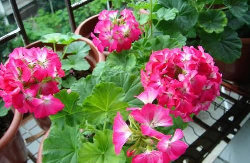  『季花』盆栽花卉，我只养“这3种”，放在小阳台，一年365天轮着开，特美