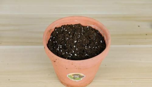  【晾衣杆】晾衣杆上挂盆它，个个开成大花球，阳台再小也能养！